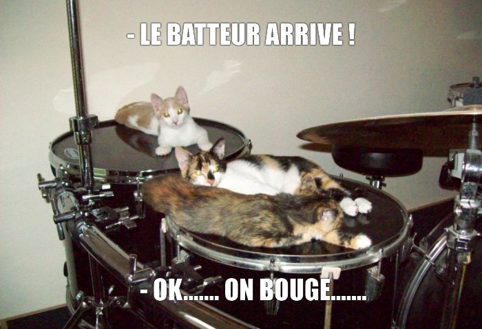 Batterie et chat