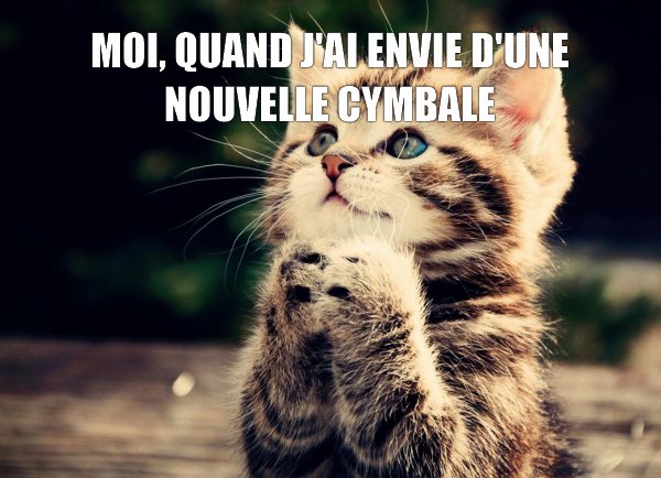 Chat, nouvelle cymbale