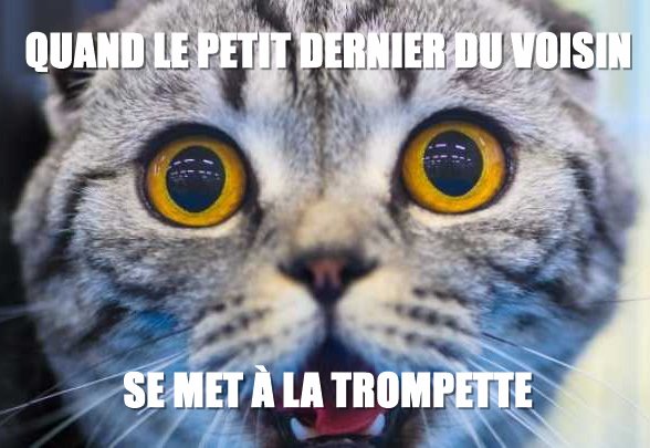 Chat et trompette