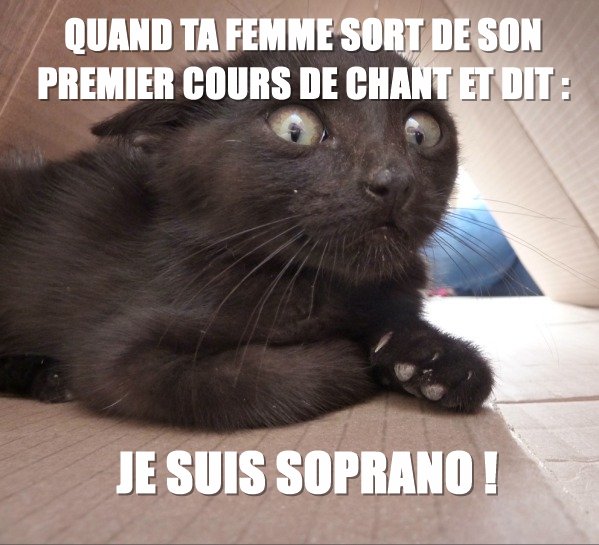 Chat de la voisine