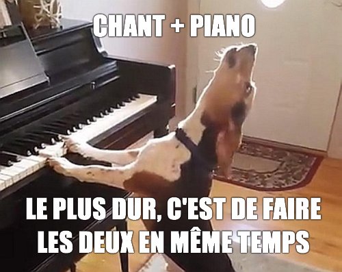 Chien, deux en même temps