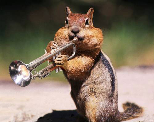Écureuil trompette