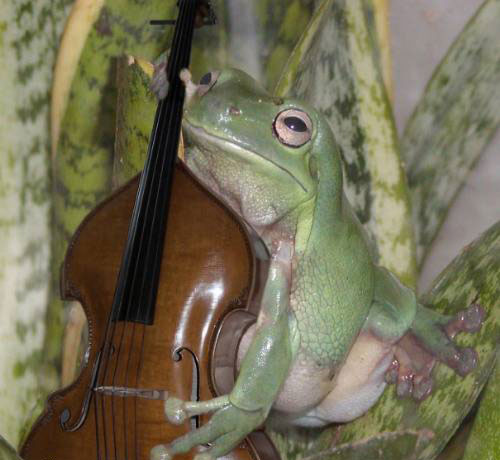 Grenouille et contrebasse