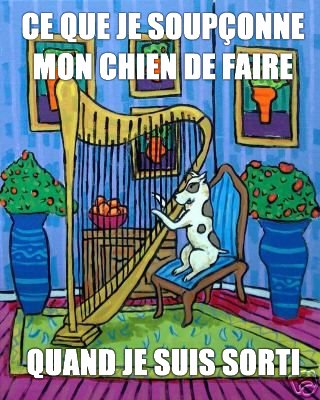 Le chien est sorti