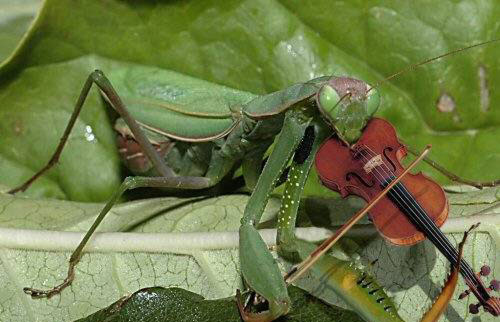 Mante violon