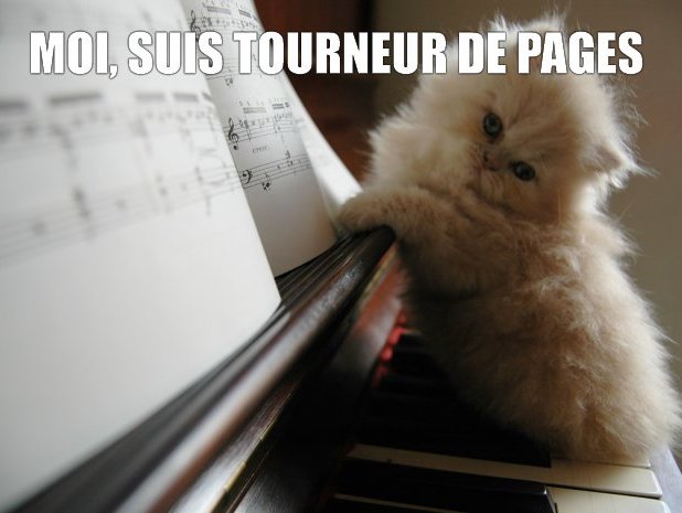 Chat tourneur de pages