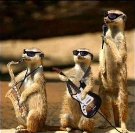 Suricates