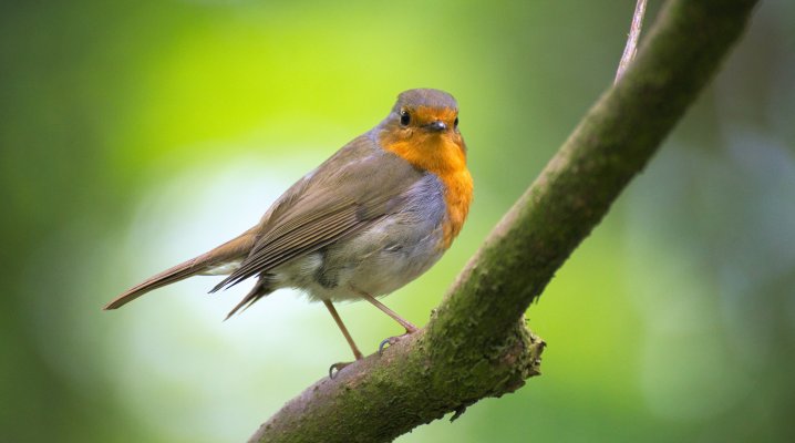 Les oiseaux dans la chanson