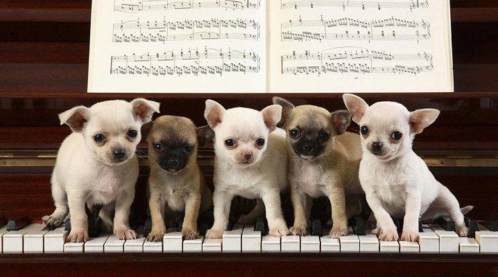 Blagues musicales, les animaux musiciens