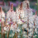 Guérir les plantes par la musique ?